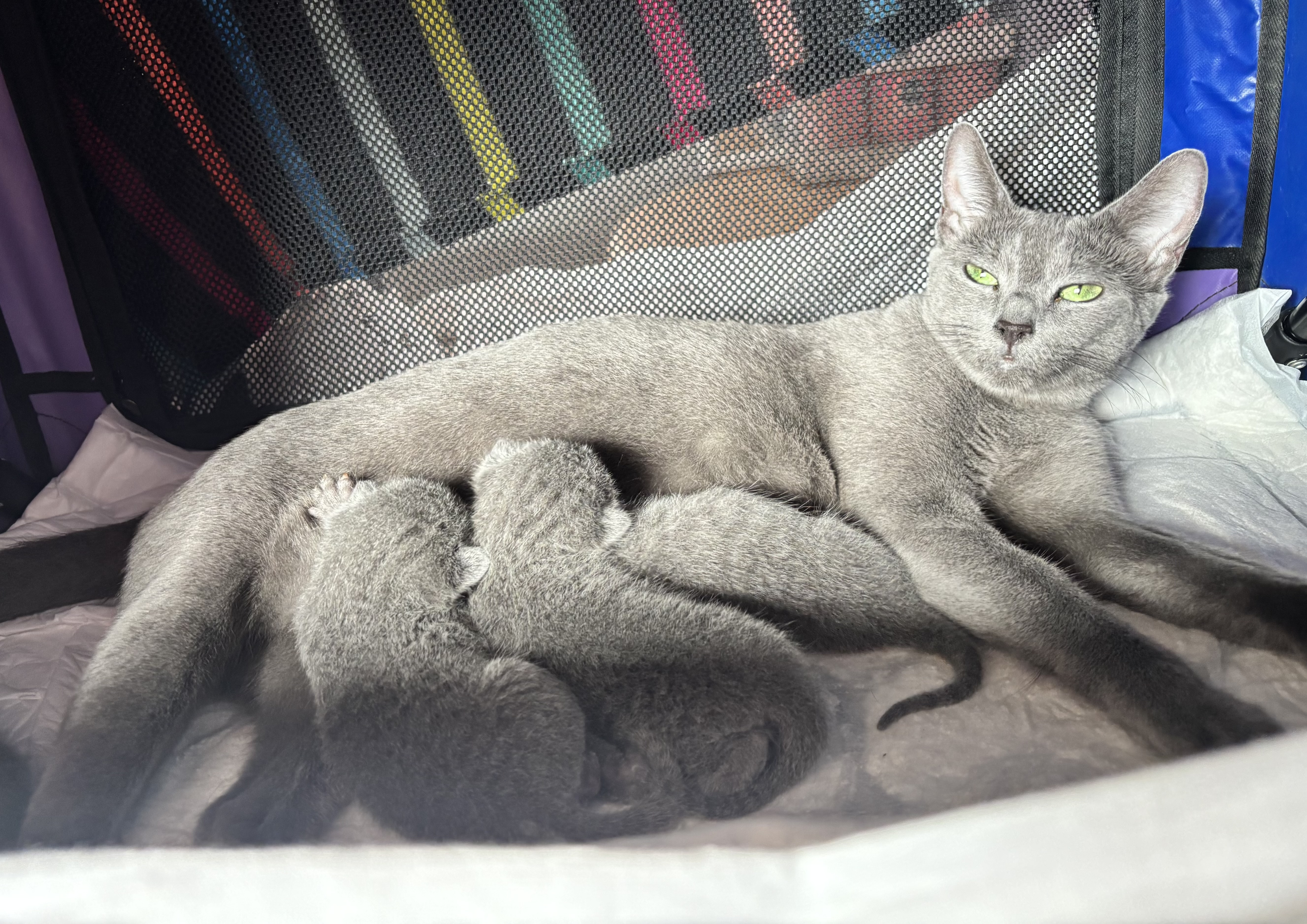 IMG-9032-6a8d6764adf5c.jpg